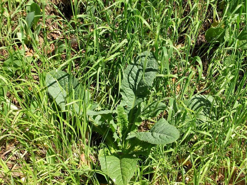 2010 04 Plantes sauvages comestibles 17